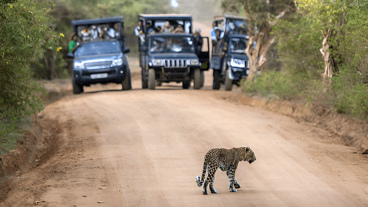 Excursión privada de Galle a Ella con Yala Safari