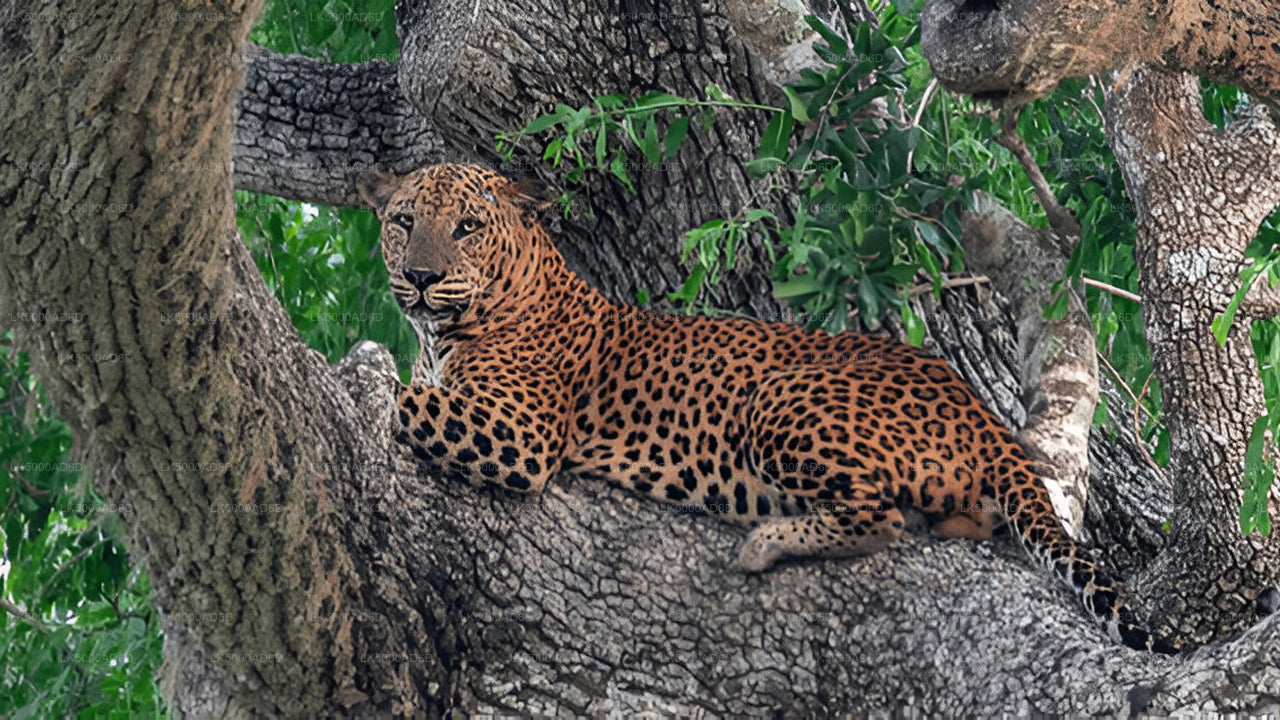 Excursión privada de Galle a Ella con Yala Safari