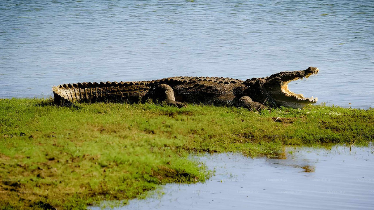 Tour privado de Ella a Hiriketiya con Udawalawe Safari