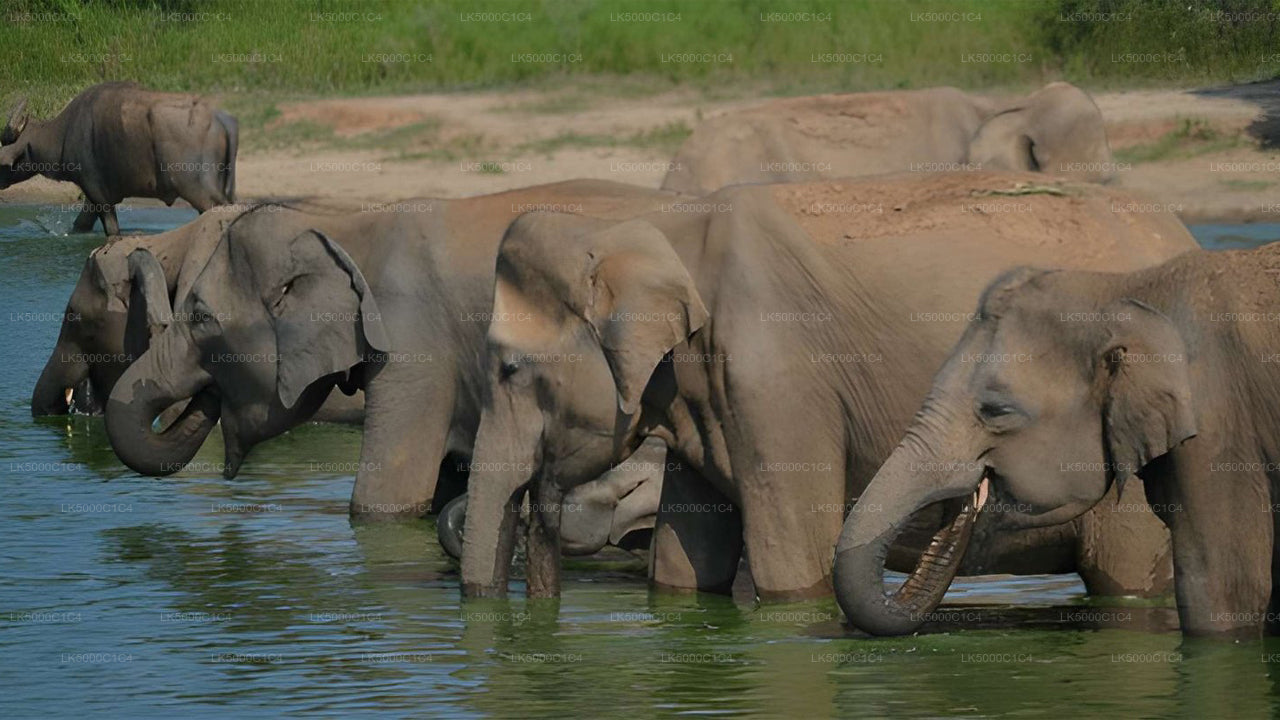 Tour privado de Ella a Hiriketiya con Udawalawe Safari