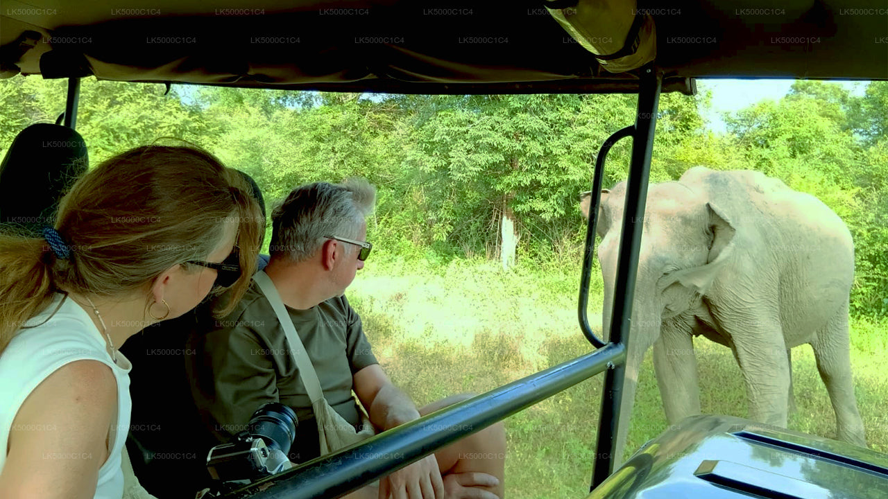 Tour privado de Ella a Hiriketiya con Udawalawe Safari