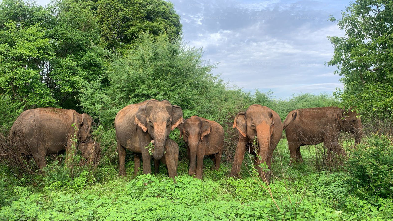 Tour privado de Ella a Hiriketiya con Udawalawe Safari