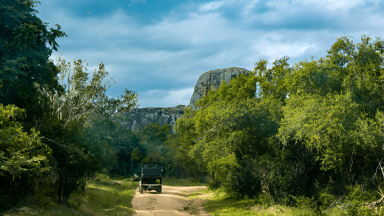 Safari Ético del Parque Nacional Yala (Bloque 5)