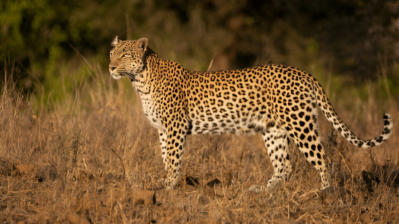 Safari Ético del Parque Nacional Yala (Bloque 5)