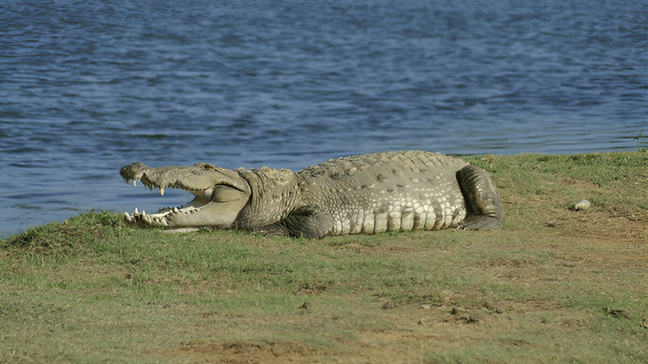 Safari Ético del Parque Nacional Yala (Bloque 5)