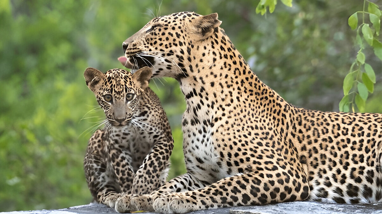 Safari Ético del Parque Nacional Yala (Bloque 5)