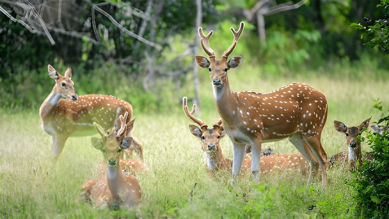 Safari Ético del Parque Nacional Yala (Bloque 5)