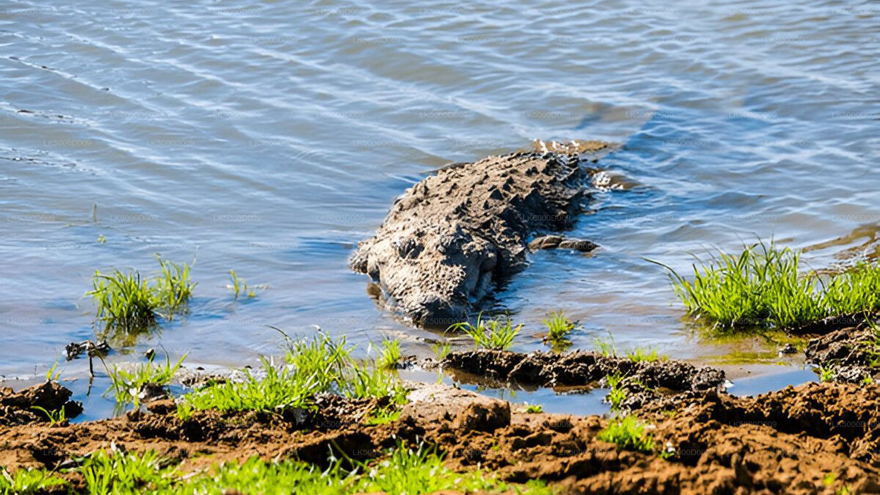 Tour privado de Galle a Ella con Udawalawe Safari