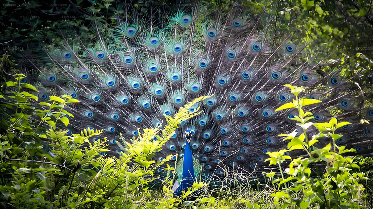 Tour privado de Galle a Ella con Udawalawe Safari