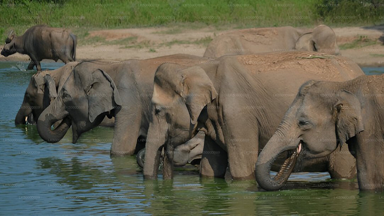 Tour privado de Galle a Ella con Udawalawe Safari