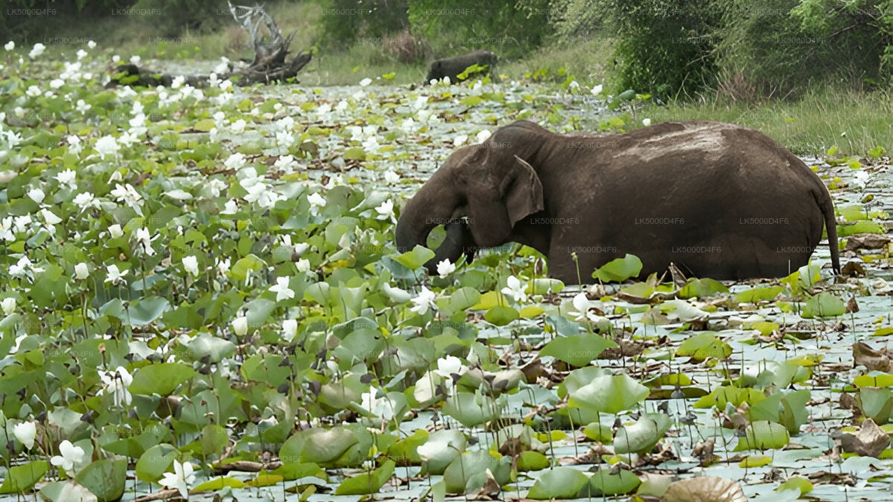 Private Tour  from Unawatuna to Ella with Yala Safari