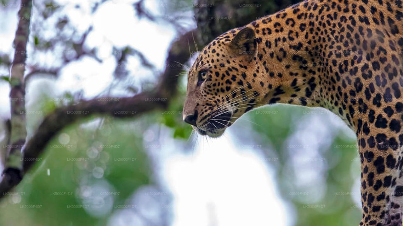 Tour privado de Ella a Hiriketiya con Yala Safari