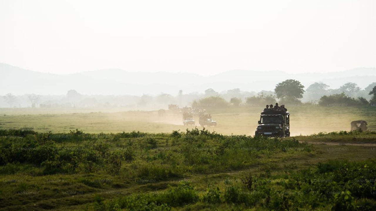 Tour privado de Ella a Hiriketiya con Yala Safari