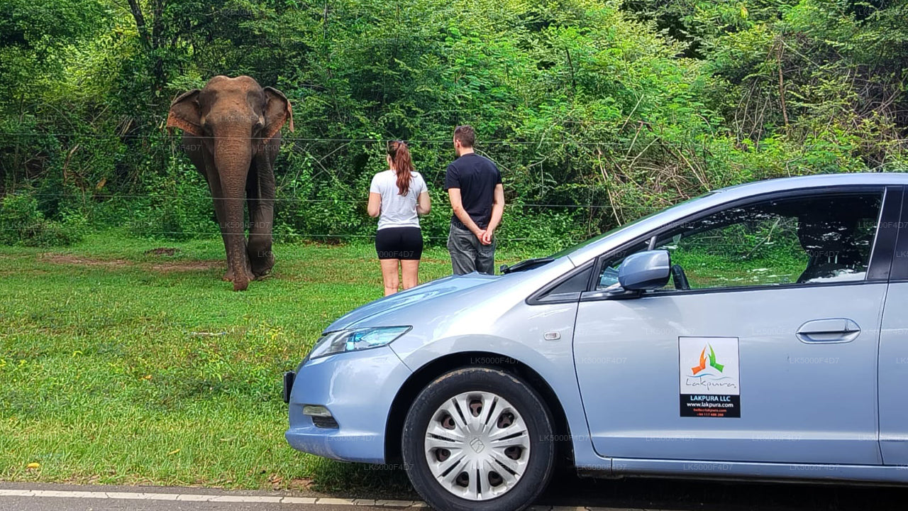 Tour privado de Ella a Hiriketiya con Yala Safari