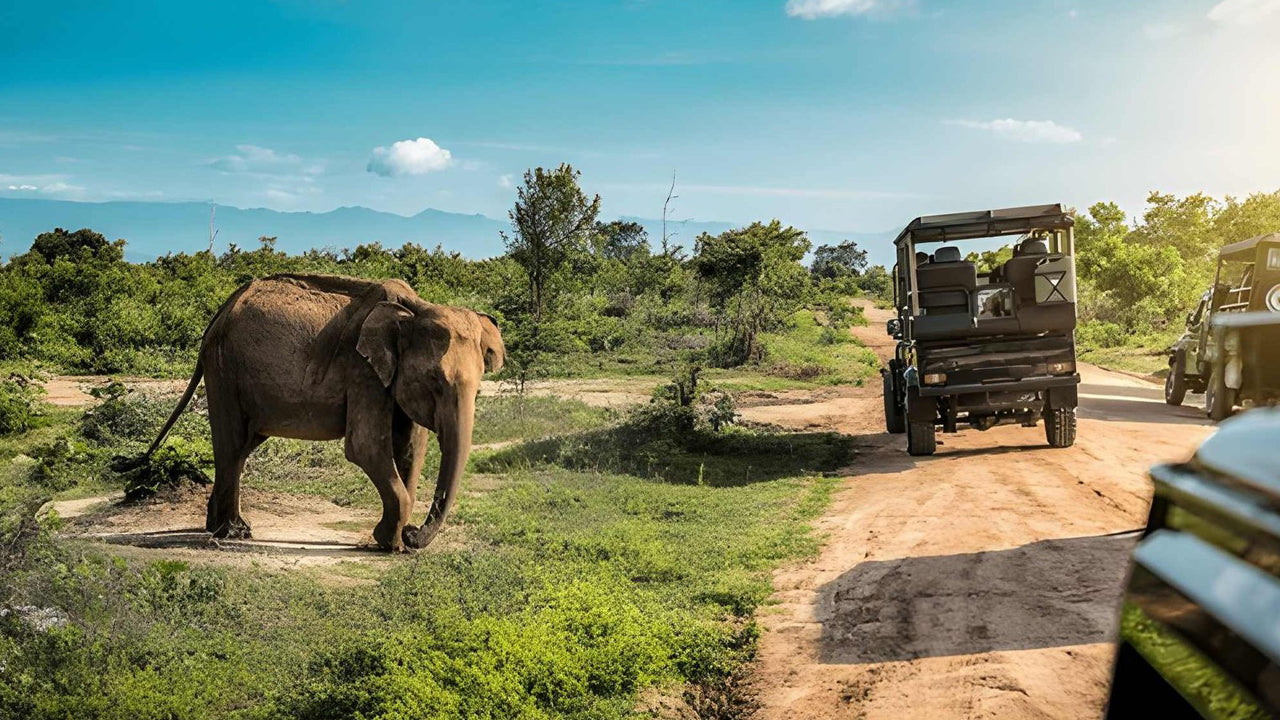 Safari privado con naturalista en el Parque Nacional de Udawalawe