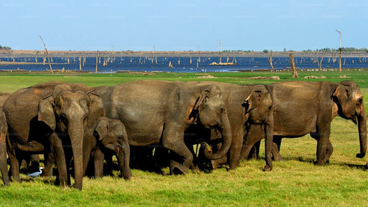 Safari privado en el Parque Nacional de Minneriya