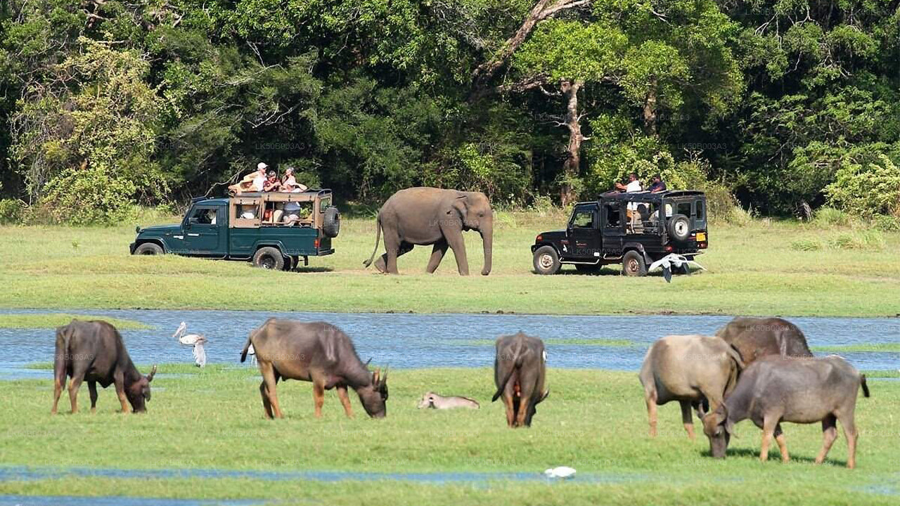 Safari privado en el Parque Nacional de Minneriya