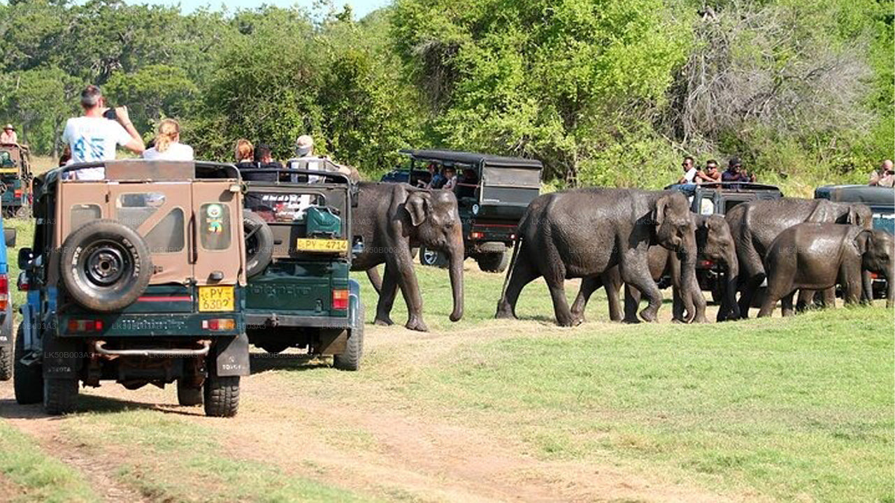Safari privado en el Parque Nacional de Minneriya
