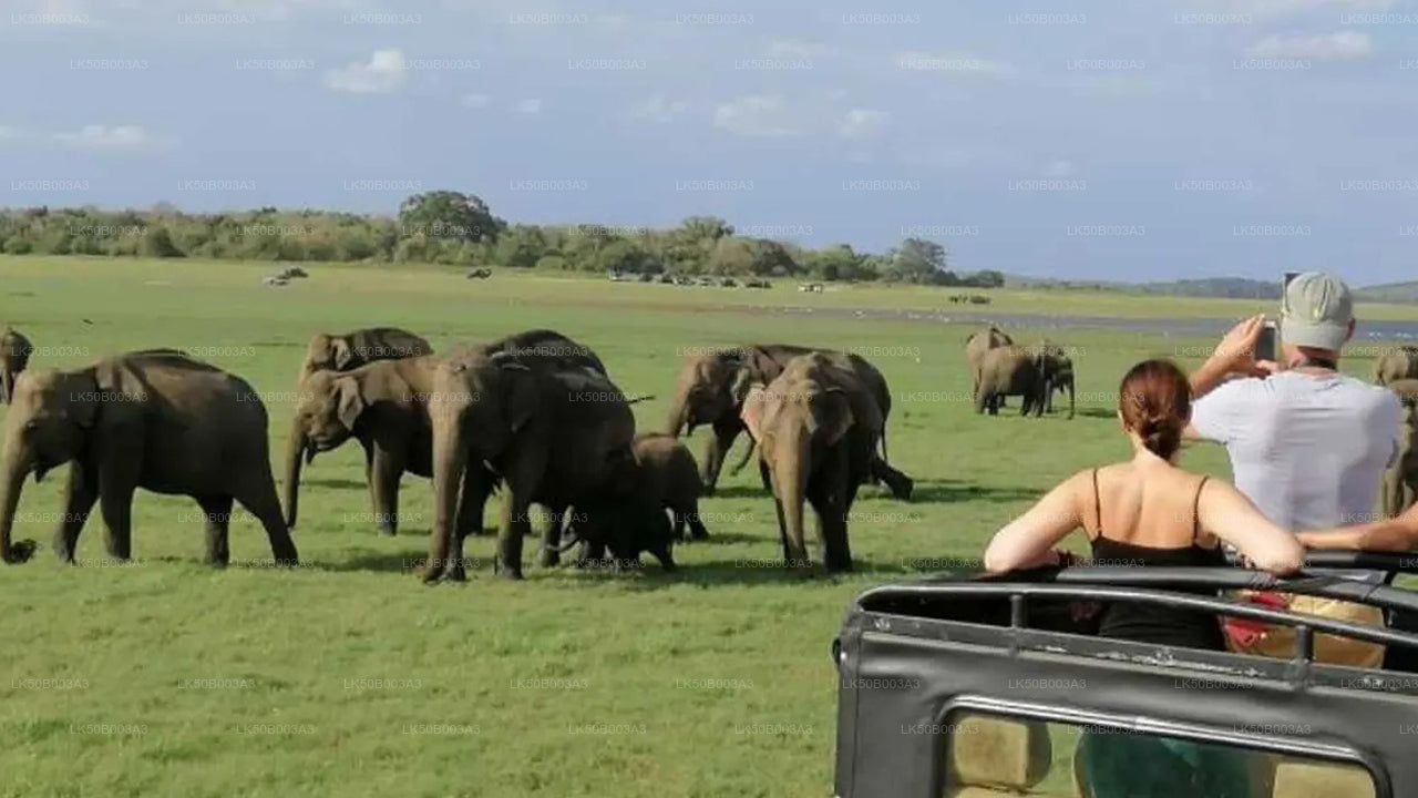 Safari privado en el Parque Nacional de Minneriya