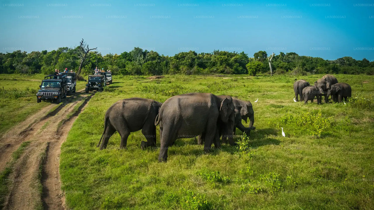 Safari privado en el Parque Nacional de Minneriya
