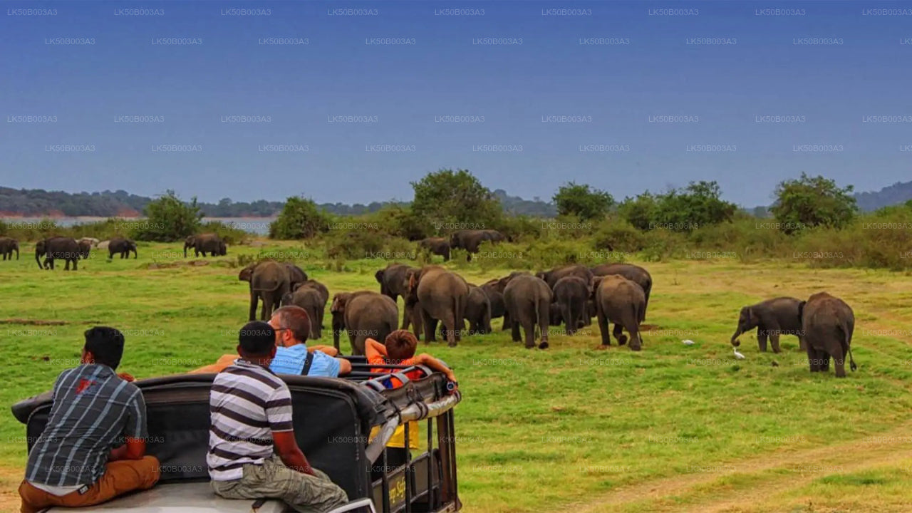 Safari privado en el Parque Nacional de Minneriya