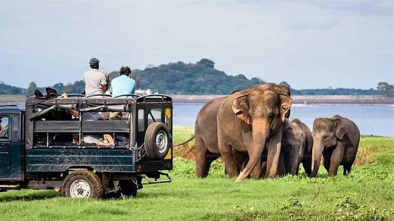 Safari privado en el Parque Nacional de Minneriya