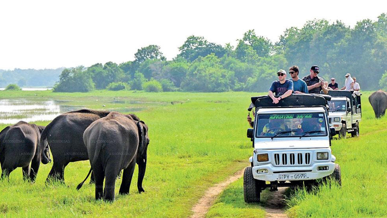 Safari privado en el Parque Nacional de Minneriya