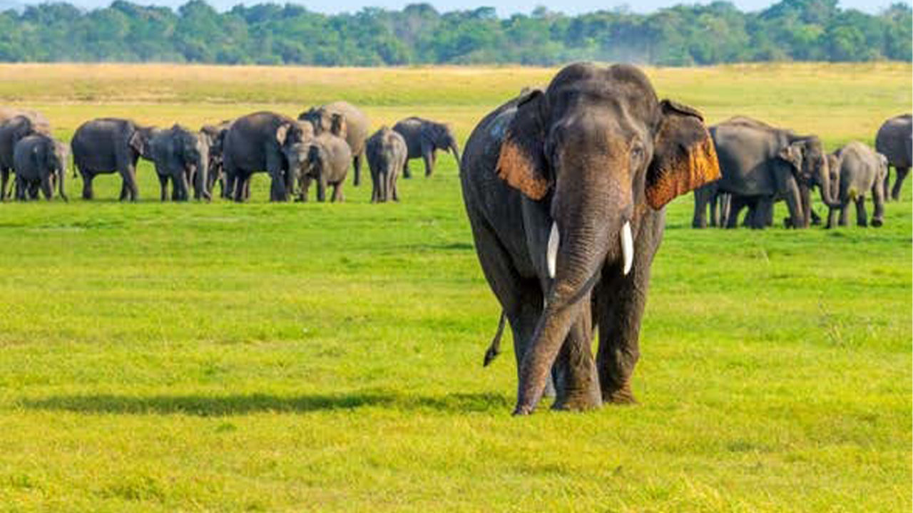 Safari por el Parque Nacional Minneriya desde Sigiriya