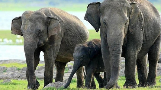 Safari por el Parque Nacional Minneriya desde Sigiriya