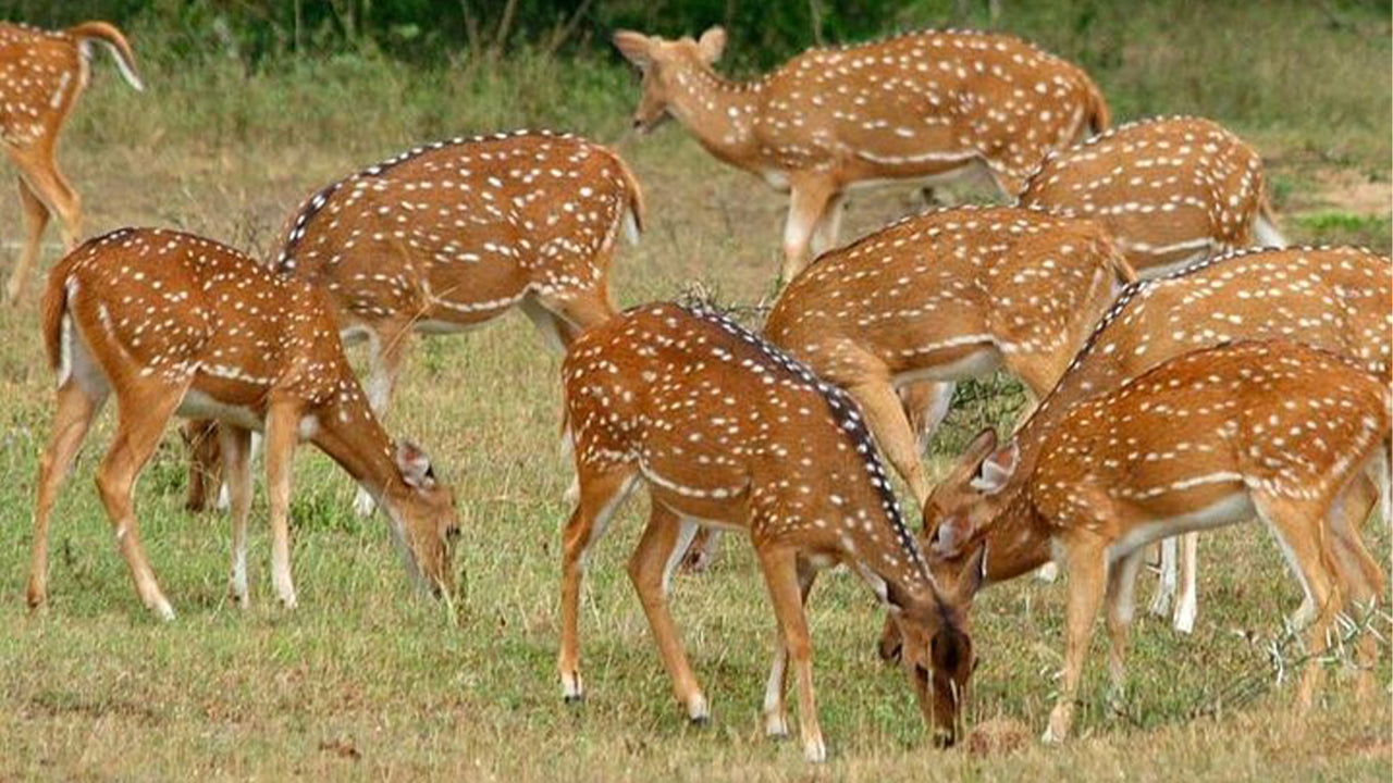 Safari por el Parque Nacional Minneriya desde Sigiriya