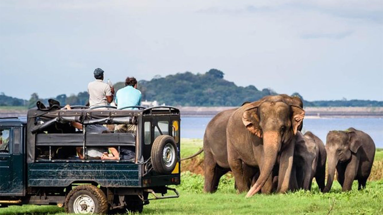 Safari por el Parque Nacional Minneriya desde Sigiriya