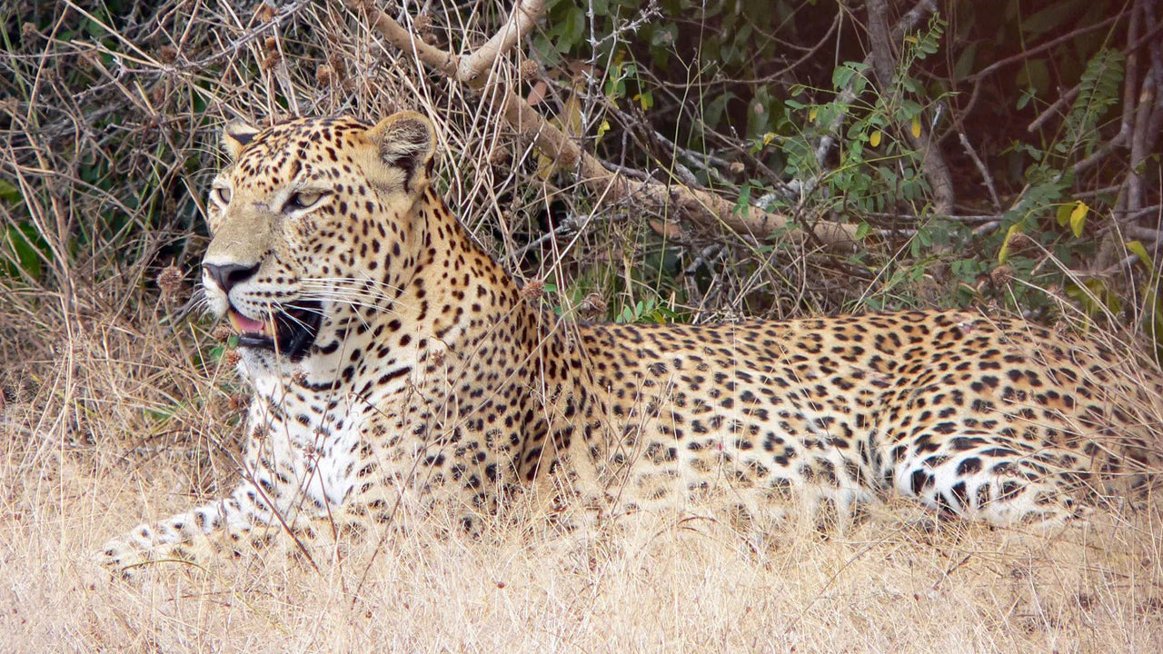 Safari privado en el Parque Nacional de Yala