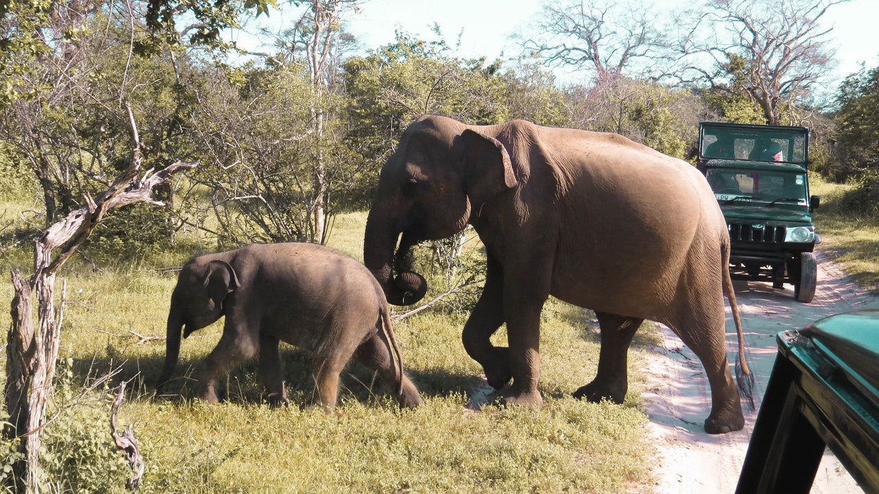 Safari privado en el Parque Nacional de Yala