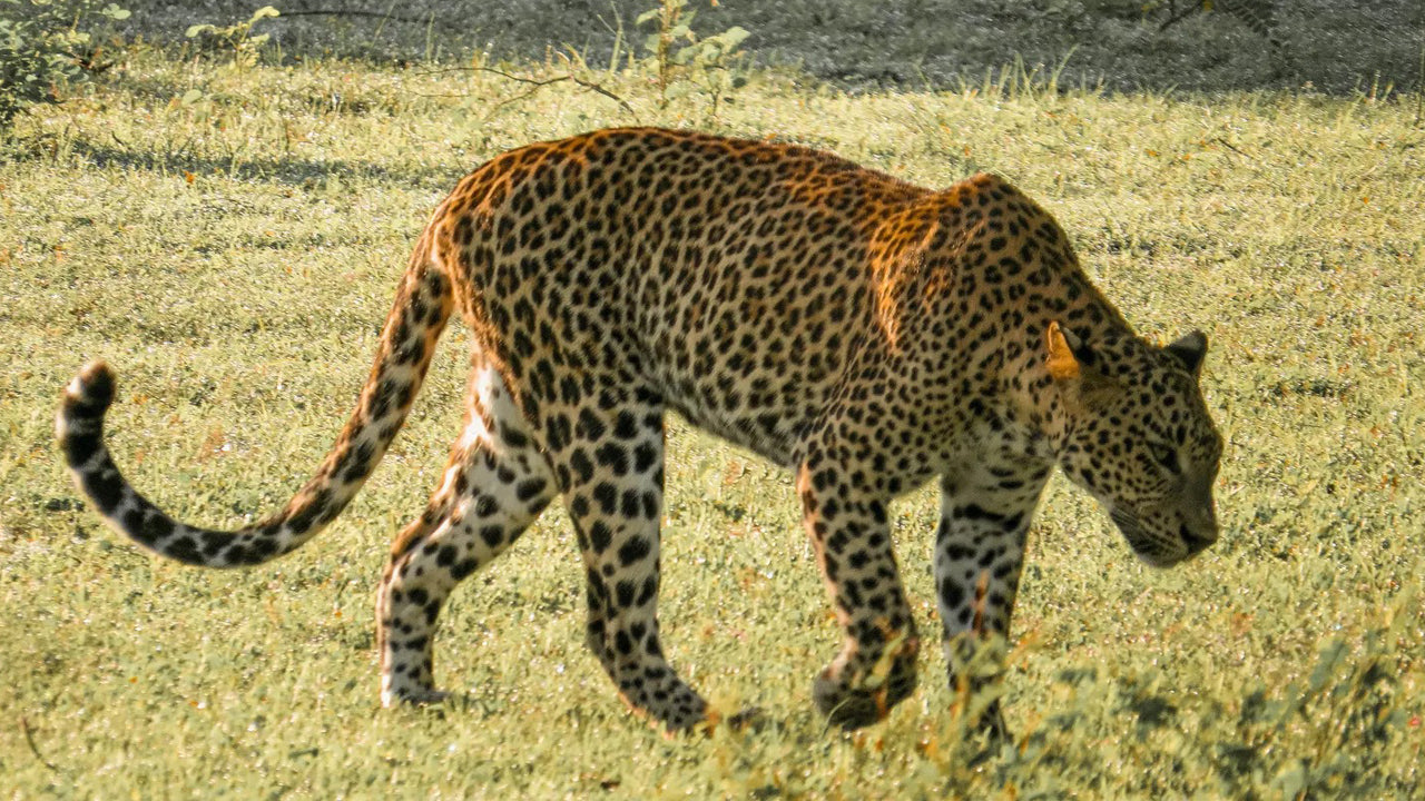 Safari privado en el Parque Nacional de Yala