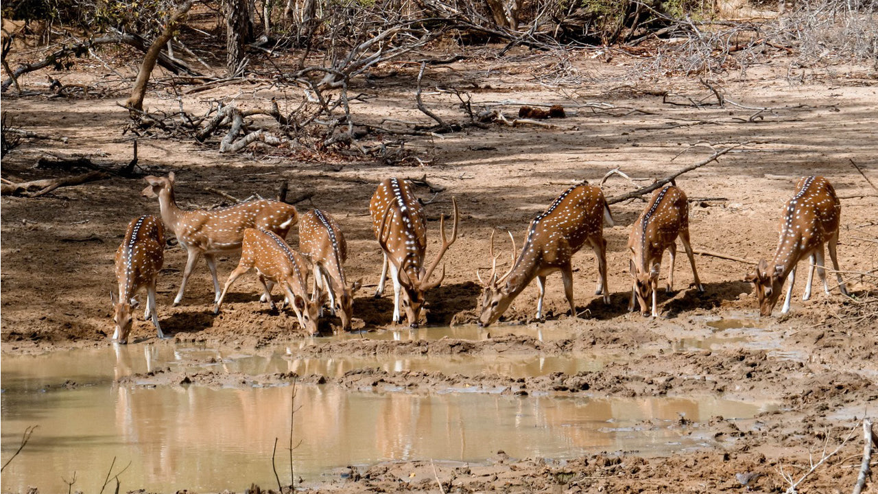 Safari privado en el Parque Nacional de Yala