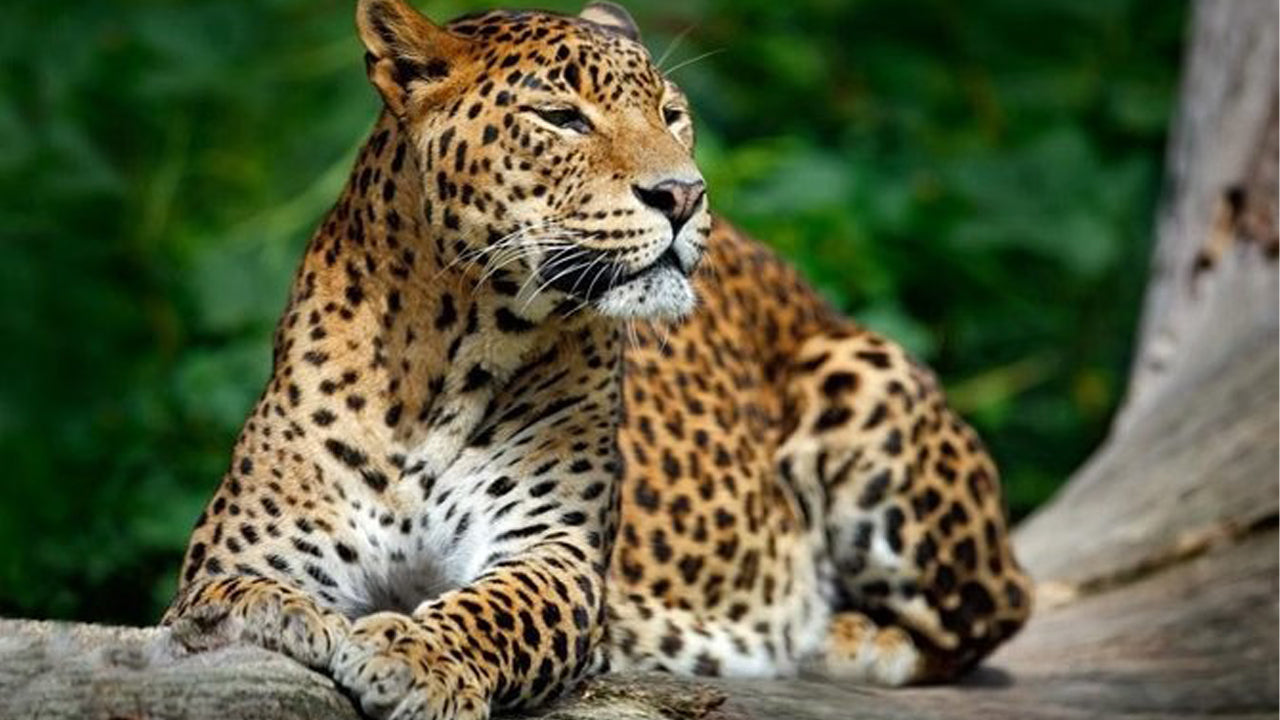 Safari privado en el Parque Nacional de Yala