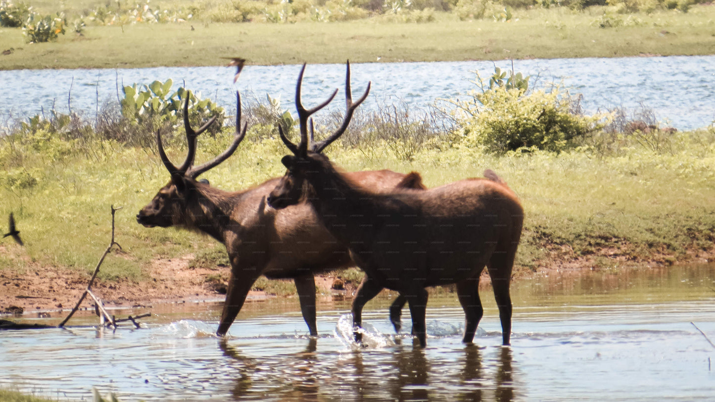 Safari privado en el Parque Nacional Yala con naturalista