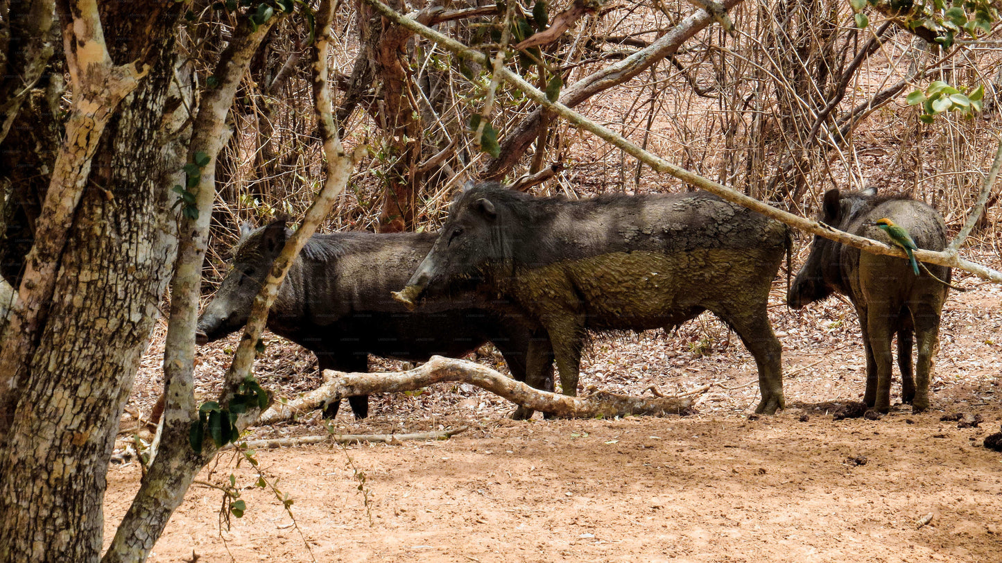 Safari privado en el Parque Nacional Yala con naturalista