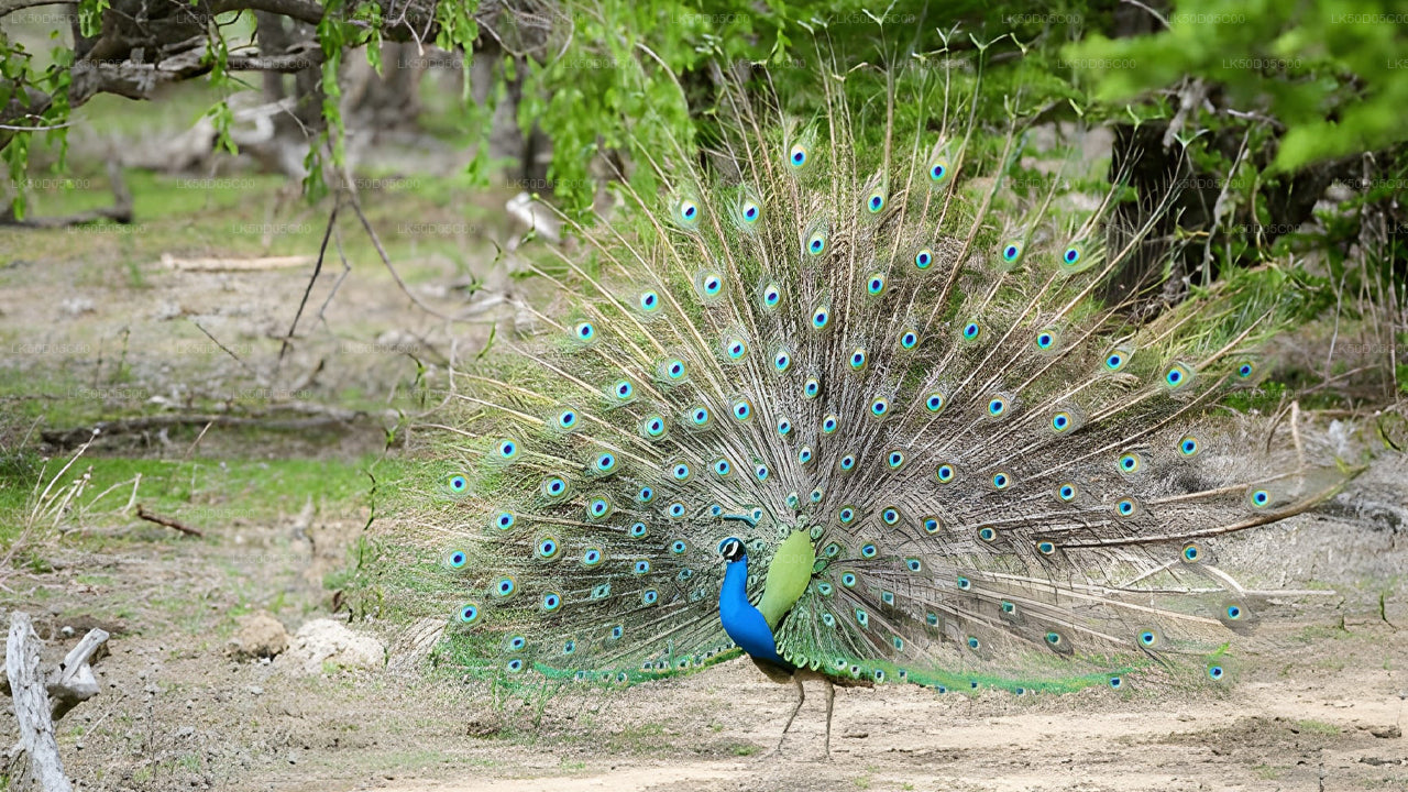Safari privado en el Parque Nacional Kaudulla desde Sigiriya