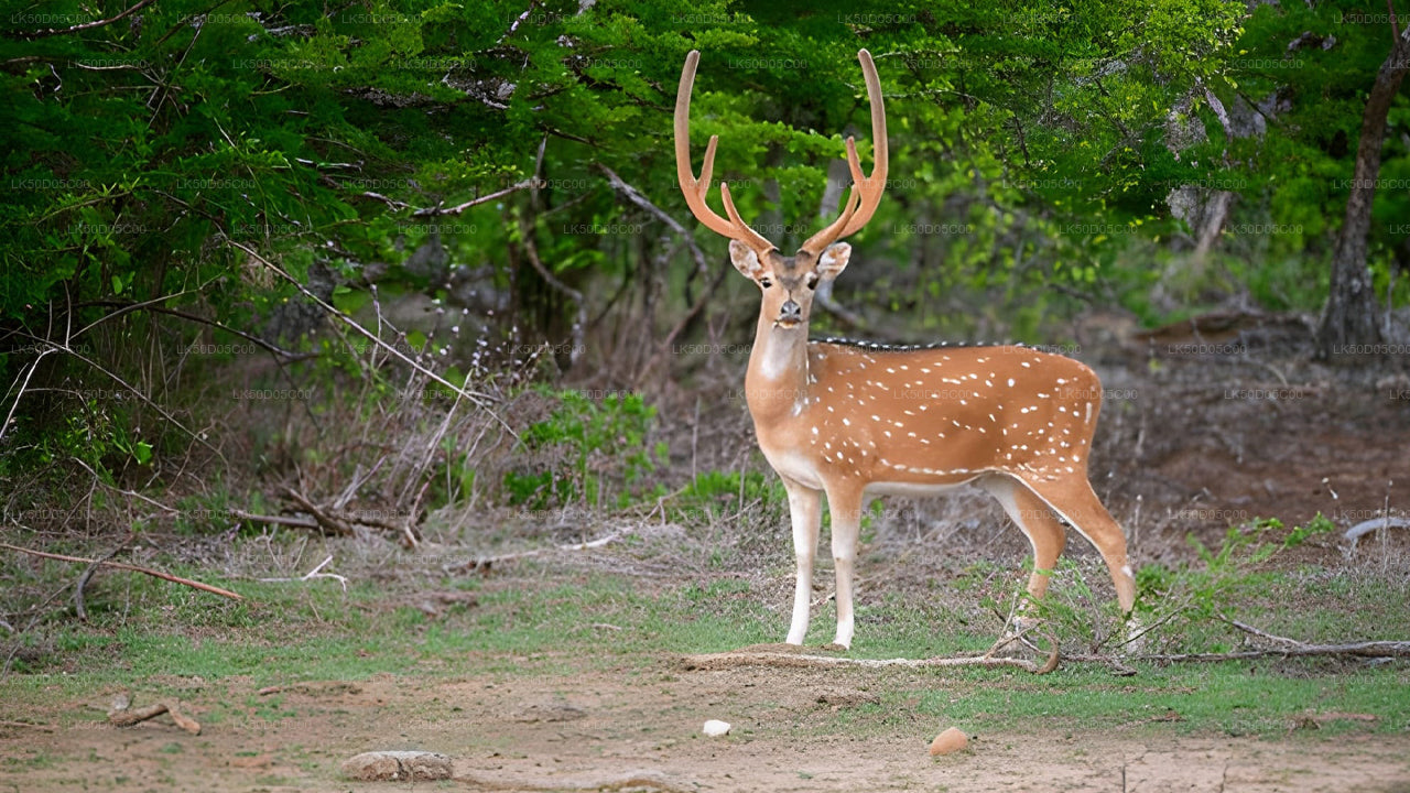 Safari privado en el Parque Nacional Kaudulla desde Sigiriya