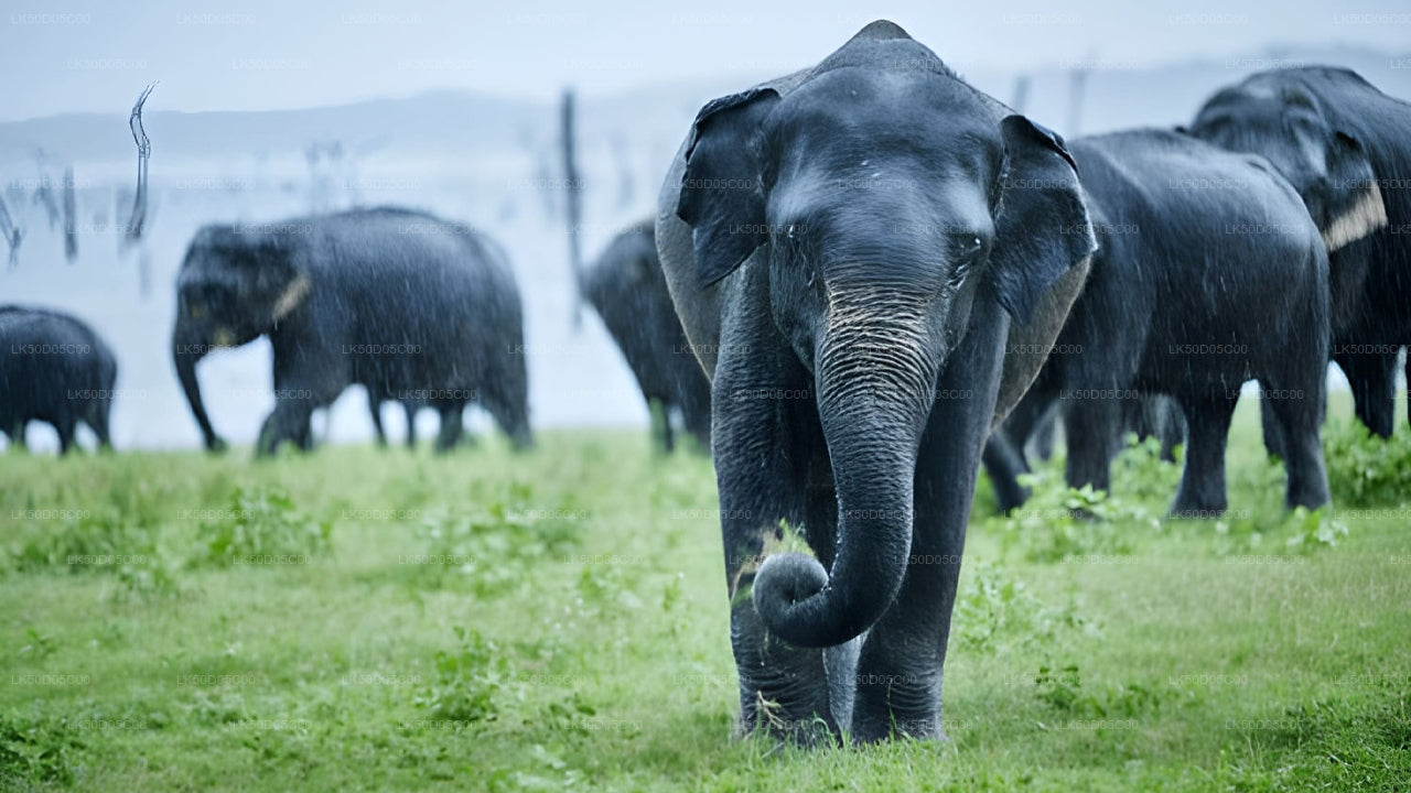 Safari privado en el Parque Nacional Kaudulla desde Sigiriya
