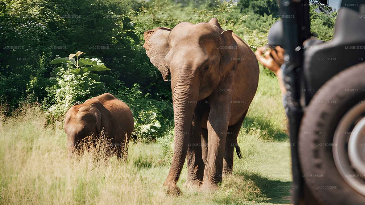 Safari privado al parque ecológico Hurulu