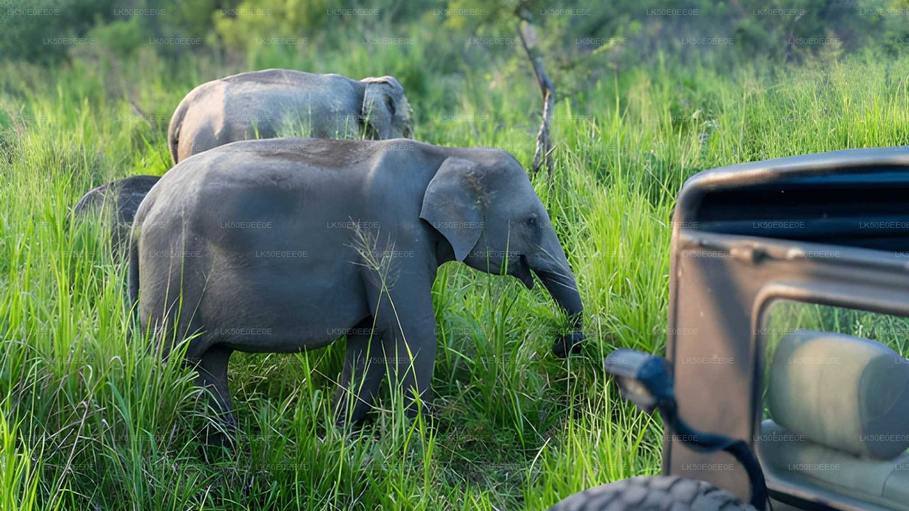 Safari privado al parque ecológico Hurulu