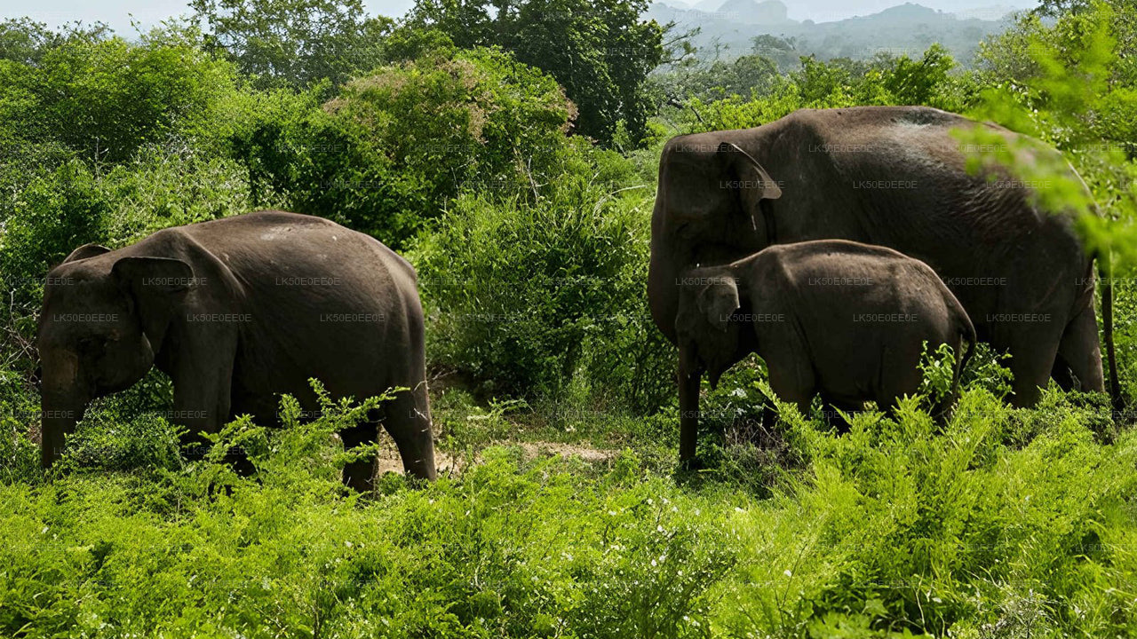 Safari privado al parque ecológico Hurulu