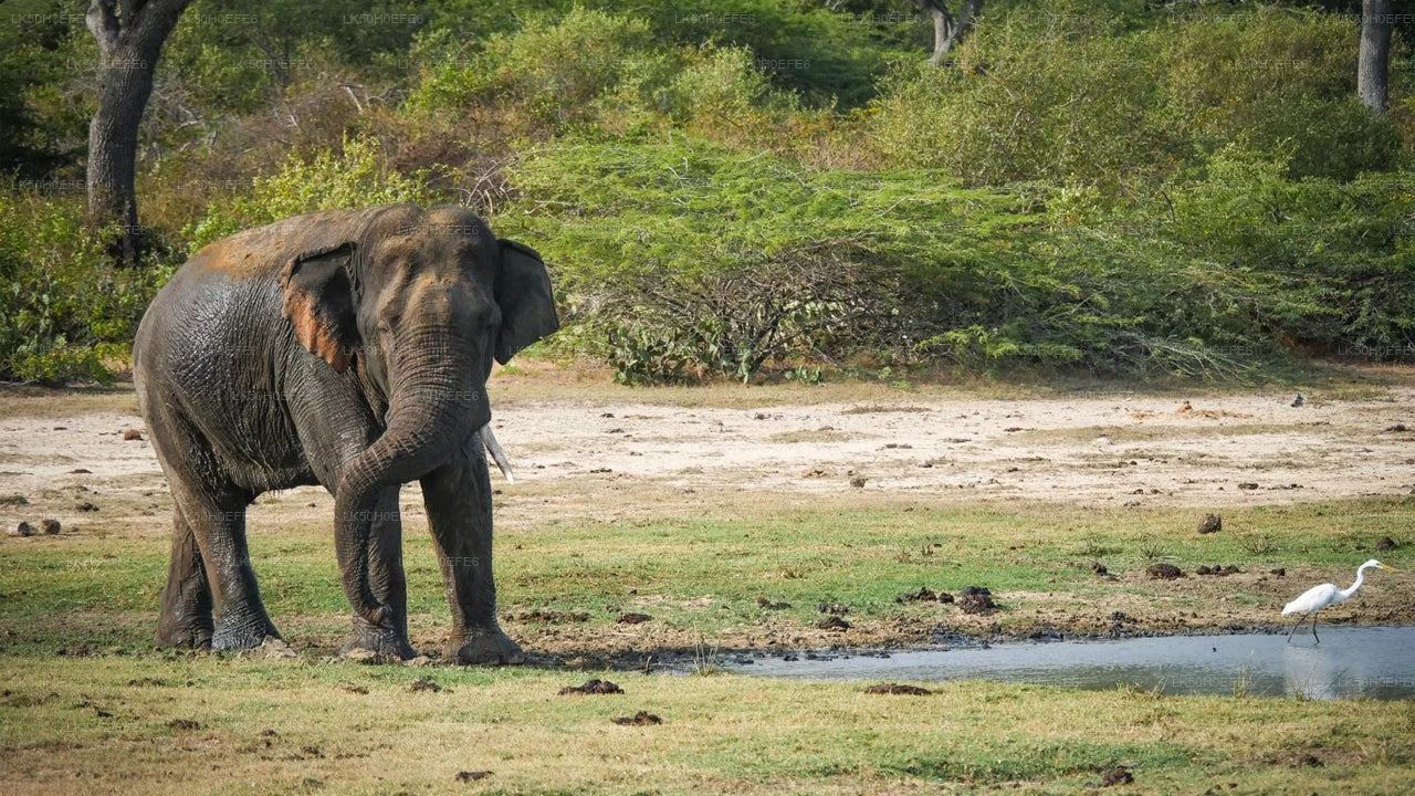 Safari privado en el Parque Nacional de Bundala
