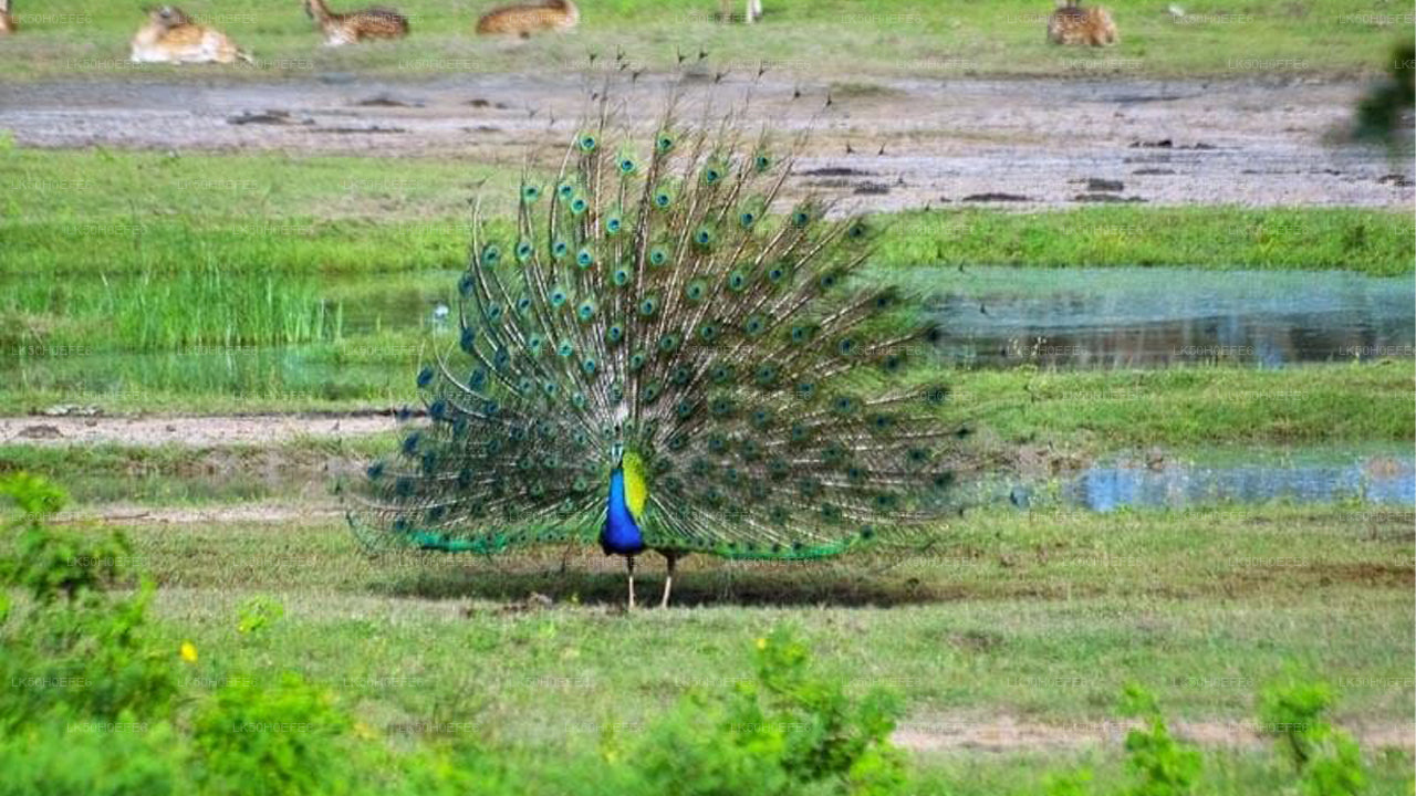 Safari privado en el Parque Nacional de Bundala