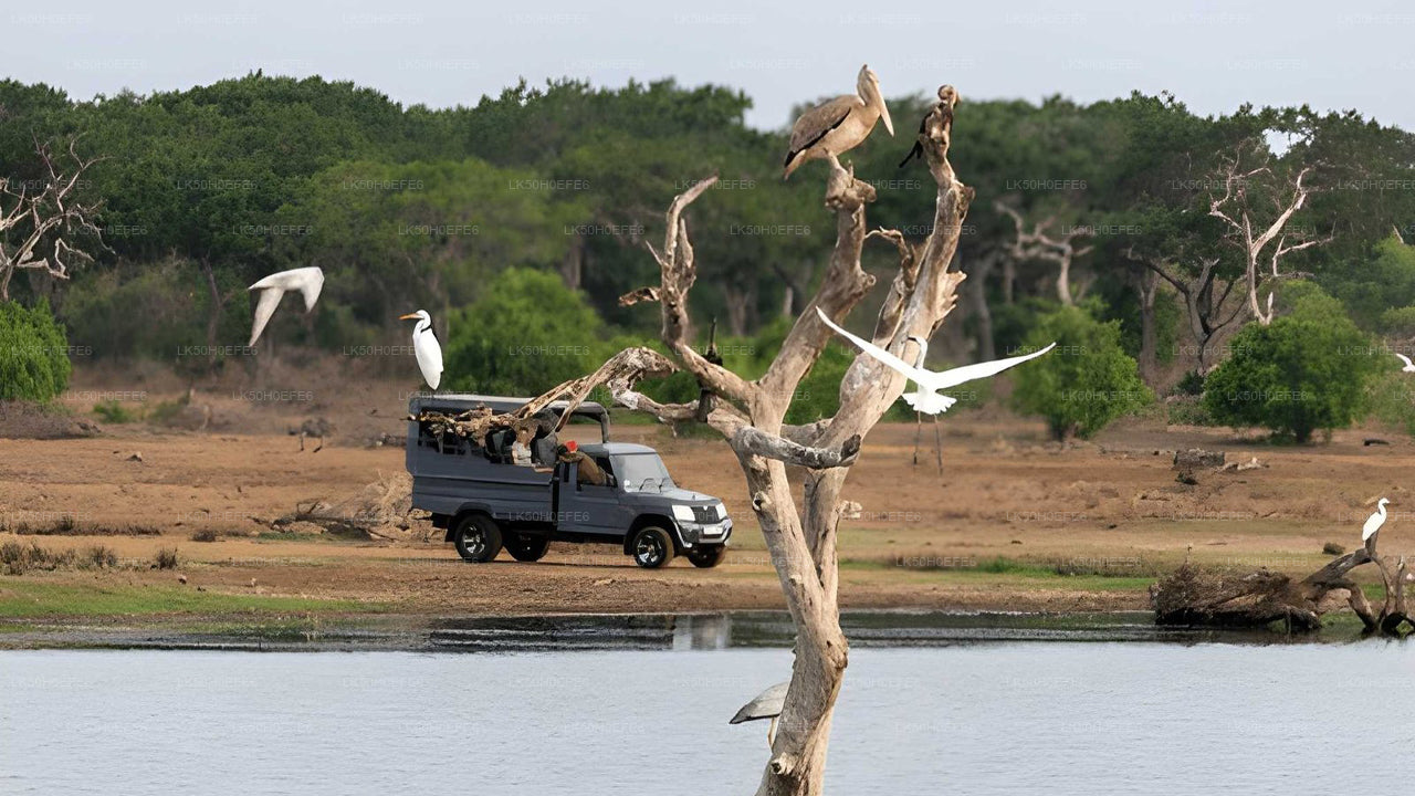 Safari privado en el Parque Nacional de Bundala