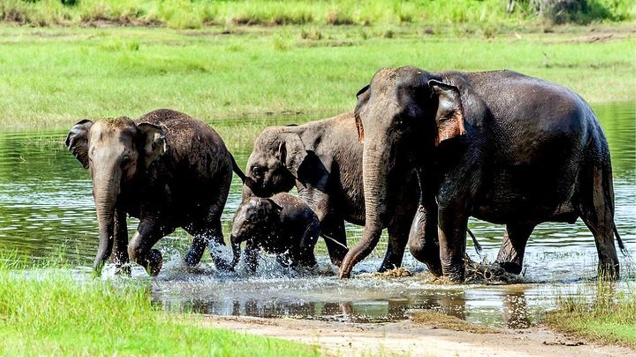 Safari privado al Parque Nacional de Wasgamuwa
