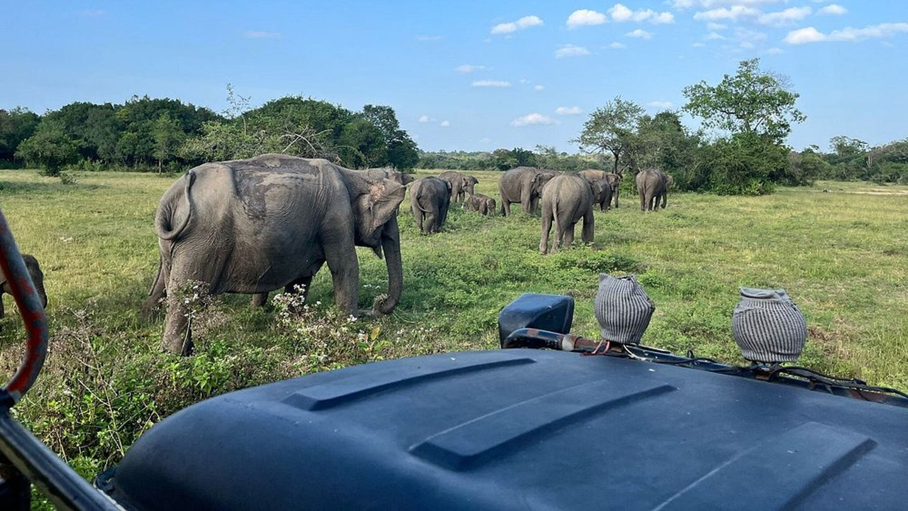 Safari privado al Parque Nacional de Wasgamuwa