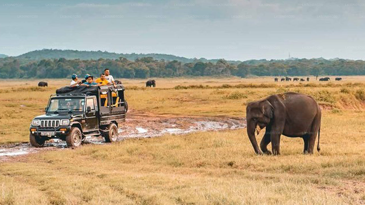 Safari privado con naturalista en el Parque Nacional Maduru Oya
